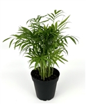Chamaedorea Elegans Parlor Palm