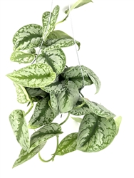 Pothos Silver Splash, 6" Hanging Pot