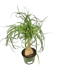 Ponytail Palm Beaucarnea Recurvata