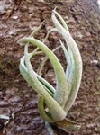 Tillandsia Pueblensis Air Plant