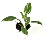 Philodendron White Princess