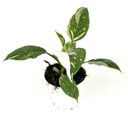 Philodendron White Princess