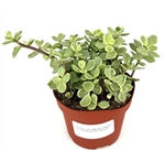 Rainbow Elephant Bush Succulent Portulacaria Afra Variegata
