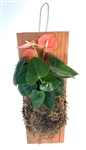 Red Anthurium Wood Plank Mounted Houseplants