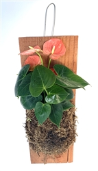 Red Anthurium Wood Plank Mounted Houseplants