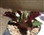 Red Kalanchoe-Kalanchoe Longiflora Coccinea