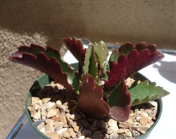 Red Kalanchoe-Kalanchoe Longiflora Coccinea