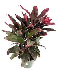 Cordyline Red Hawaiian Ti Plant