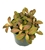 Red Skeleton Nerve Plant, 4" Pot