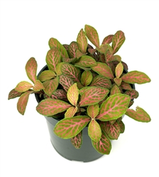 Red Skeleton Nerve Plant, 4" Pot