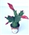 Red Flower Christmas Cactus Schlumbergera