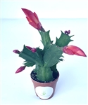 Red Flower Holiday Cactus Schlumbergera