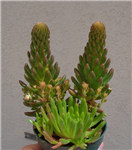 Rock Pine Succulent-Orostachys Japonica