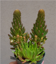 Rock Pine Succulent-Orostachys Japonica