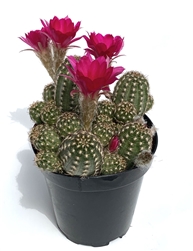 Rose Quartz Peanut Cactus