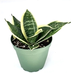 Sansaveria Hahnii Ocean Star