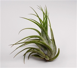 Large Tillandsia Ionantha Scaposa Air Plants