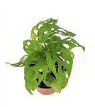 Swiss Cheese Plant Philodendron Adansonii