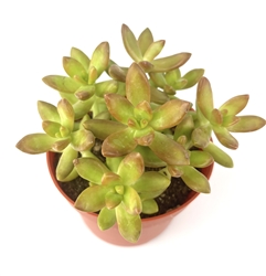 Sedum Adolphii