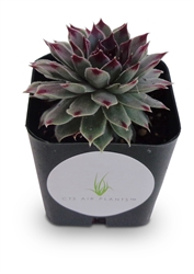 Sempervivum Calcareum
