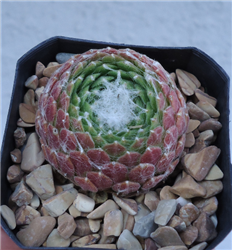 Sempervivum "Cebenese" Cluster