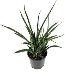 Sansaveria Fernwood Mikado