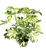 Gold Umbrella Tree Schefflera Arboricola Gold Capella