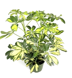 Gold Umbrella Tree Schefflera Arboricola Gold Capella