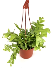 Large Epiphyllum Shark Tooth Orchid Cactus, 6" Hanging Pot