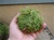 Green sheet moss for terrariums and orbs