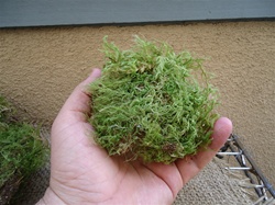 Green sheet moss for terrariums and orbs