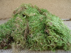 Large portion green sheet moss