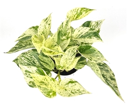 Snow Queen Pothos  Epipremnum Aureum Easy Air Purifying House Plants, 4" pot