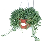 Large String of Bananas Succulents in Hanging Pot Senecio Radicans