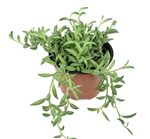 String of Bananas Succulents Senecio Radicans