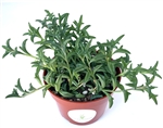 String of Dolphins Succulents Senecio Peregrinus