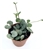 String of Hearts Succulent Ceropegia Woodii in 2" Pot