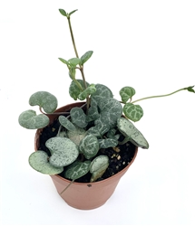 String of Hearts Succulent Ceropegia Woodii in 2" Pot
