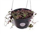 LG. String of Hearts Succulent Ceropegia Woodii