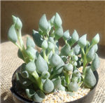 String of Lemons Senecio Citriformis