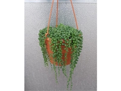 String of Pearls Succulents in Hanging Pot