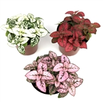 Hypoestes Splash Color Trio