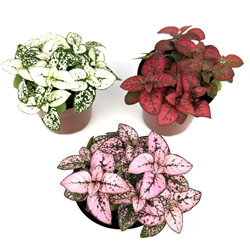 Hypoestes Splash Color Trio