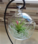 Hanging Plant Terrarium with Stand and Plants
