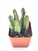 Giant Starfish Cactus, 2" Pot