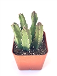 Giant Starfish Cactus, 2" Pot
