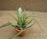 Tillandsia Stricta Green