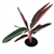 Stromanthe Sanguinea Triostar Live Potted Houseplants