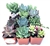 Succulent Plants Assorted Collection 12 Pack in 2" Pots.