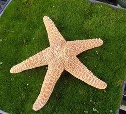XL Sugar Starfish
